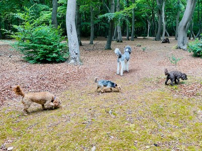 Exploring at K9 Ventures