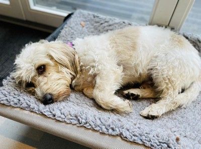 Relaxing at K9 Ventures