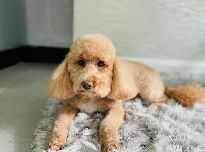 Relaxing at K9 Ventures