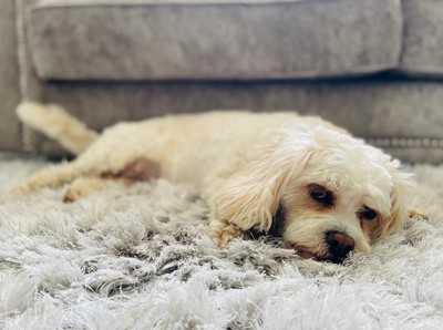 Relaxing at K9 Ventures