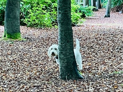 In the grounds at K9 Ventures